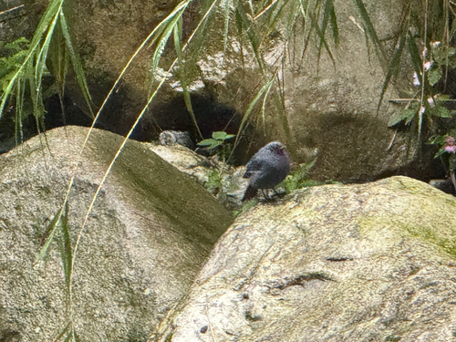 Plumbeous Water Redstart