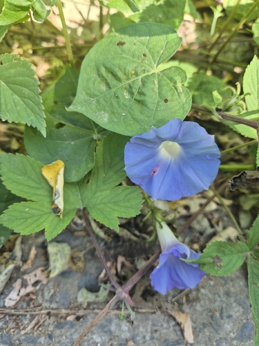 ivy-leaved morning-glory