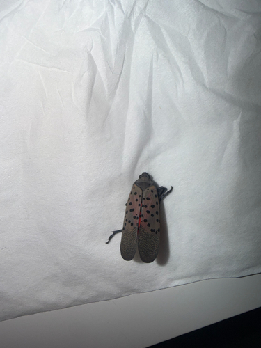 Spotted Lanternfly