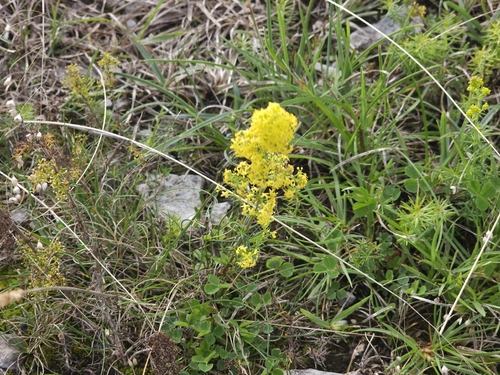 Lady's Bedstraw
