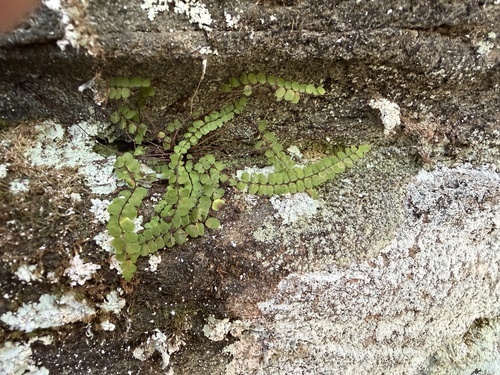 maidenhair spleenwort