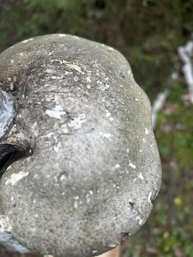 birch polypore