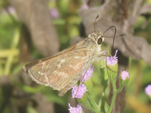 Huron Skipper