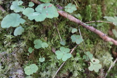 Oxalis montana, photograph (c) Henry "Nick" Robertson, some rights reserved (CC BY-SA)