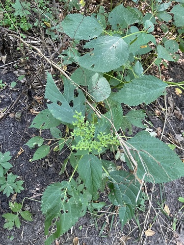 wood nettle