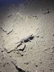 Teratoscincus keyserlingii