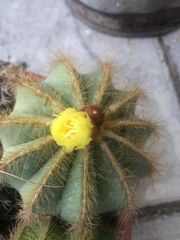 Parodia magnifica