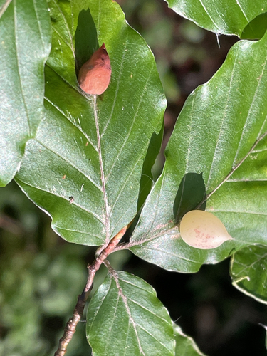 Beech Gall Midge