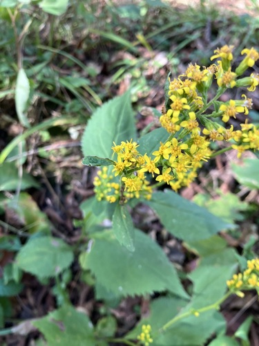 broad-leaved goldenrod