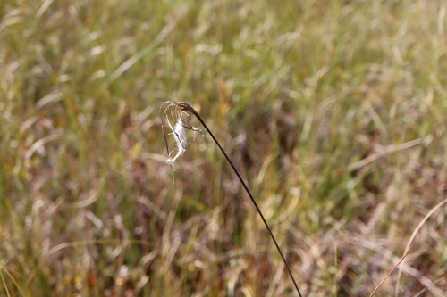 Eriophorum viridicarinatum observed 2026-09-17