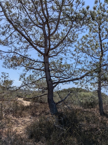 Pinus torreyana