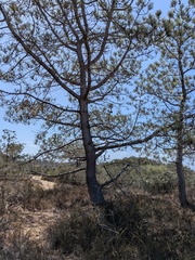 Pinus torreyana, photograph (c) Bruce Slater, some rights reserved (CC BY)