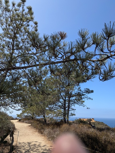 Pinus torreyana, photograph 2