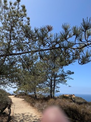 Pinus torreyana, photograph (c) Bruce Slater, some rights reserved (CC BY)