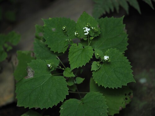 Ageratina luciae-brauniae