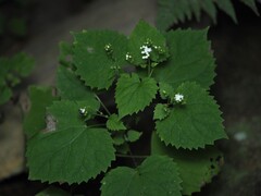 Ageratina luciae-brauniae
