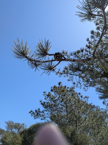 Pinus torreyana, photograph 3