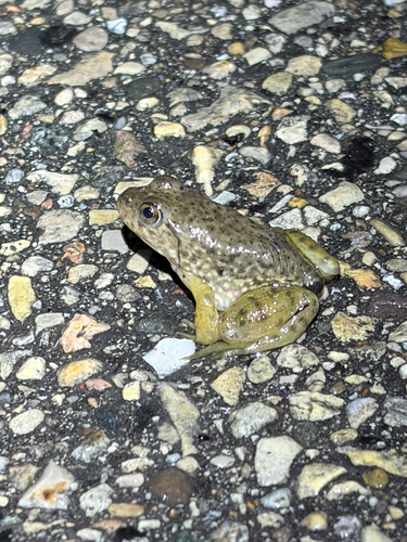 American Bullfrog