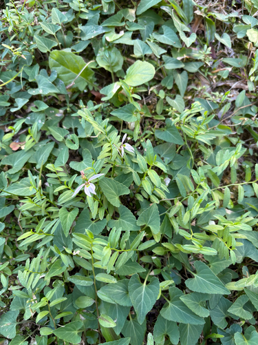 Lobelia chinensis, photograph 2