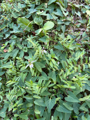 Lobelia chinensis, photograph (c) Hilda Chan, some rights reserved (CC BY)