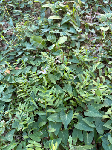 Lobelia chinensis