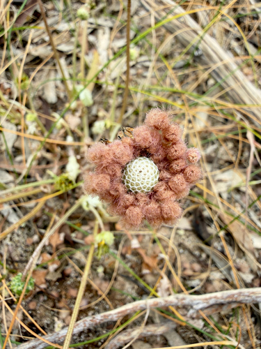 Capeweed