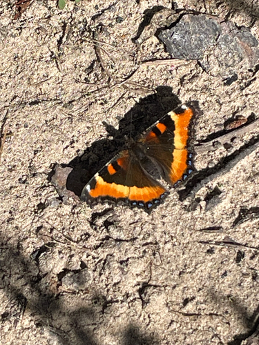 Milbert's Tortoiseshell