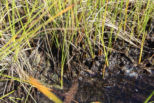 Utricularia intermedia, photograph 2