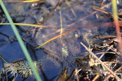 Utricularia intermedia, photograph 1