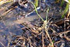 Utricularia intermedia