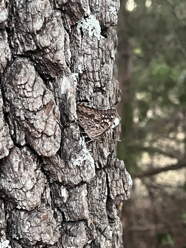 Hackberry Emperor