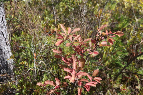 Ilex mucronata
