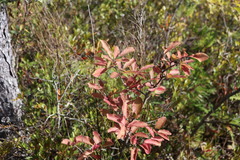 Ilex mucronata