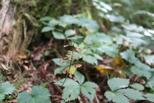 Tiarella stolonifera, photograph 3