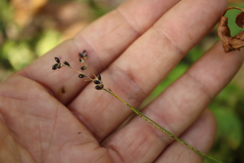 Carex disperma, 2026-09-17
