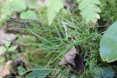 Carex disperma, photograph (c) Henry "Nick" Robertson, some rights reserved (CC BY-SA)