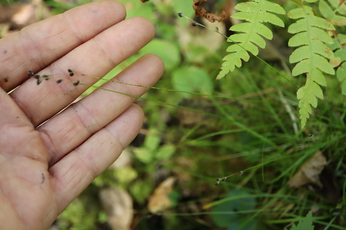 Carex disperma, photograph 5
