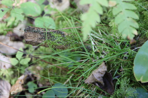 Carex disperma, photograph 4