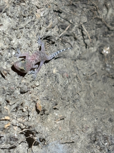 Mediterranean House Gecko