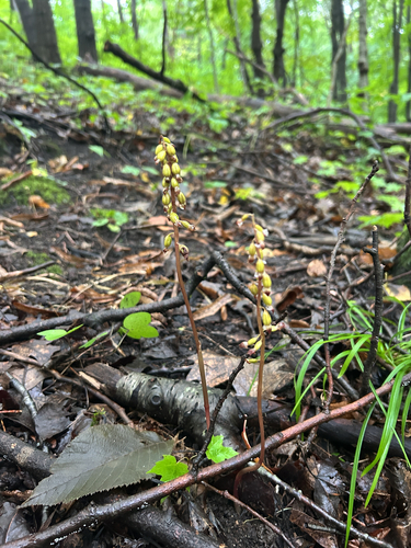 autumn coralroot