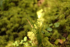 Equisetum scirpoides, photograph (c) Henry "Nick" Robertson, some rights reserved (CC BY-SA)