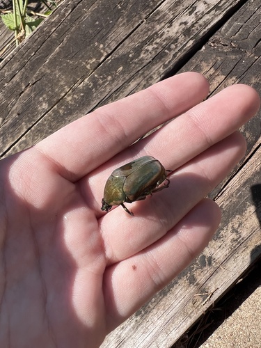 Common Green June Beetle