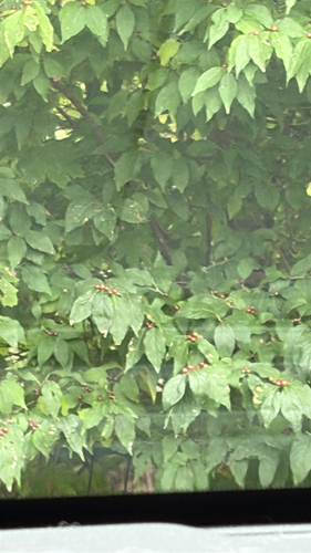 Amur honeysuckle
