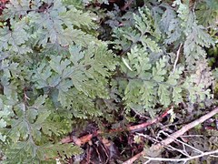 Hymenophyllum scabrum
