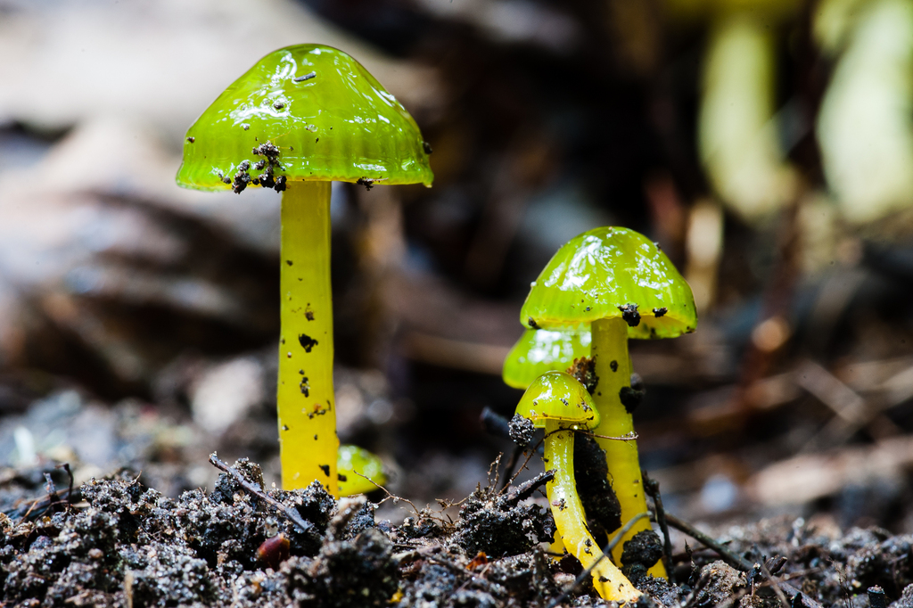 Parrot Mushroom · September 2026 · photo: Photo: (c) Alex, some rights reserved (CC BY) · iNaturalist