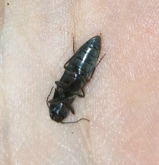 Agriotes pilosellus
