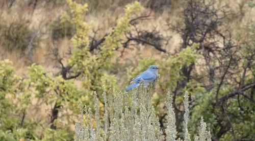 Mountain Bluebird