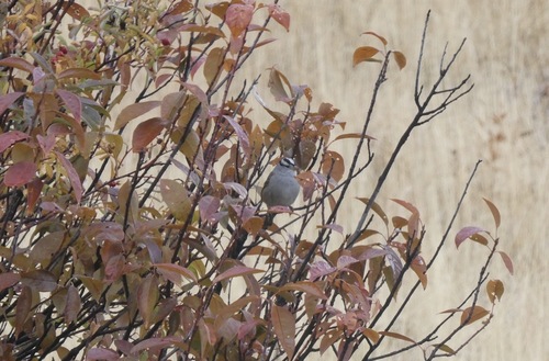 White-crowned Sparrow