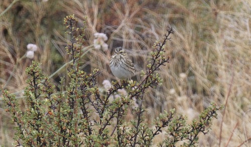 Savannah Sparrow