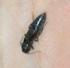 Agriotes pilosellus